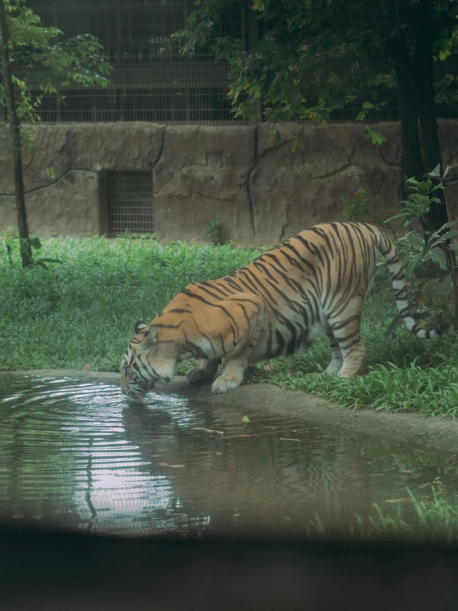 Một ngày tại Vinpearl Safari, vườn thú bán hoang dã trong lòng Đảo Ngọc 9