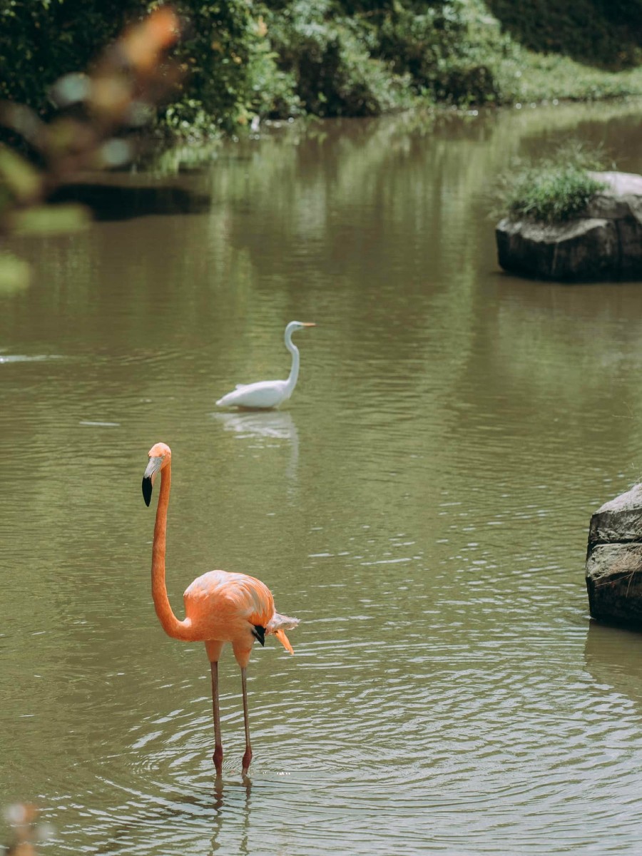 Một ngày tại Vinpearl Safari, vườn thú bán hoang dã trong lòng Đảo Ngọc 6