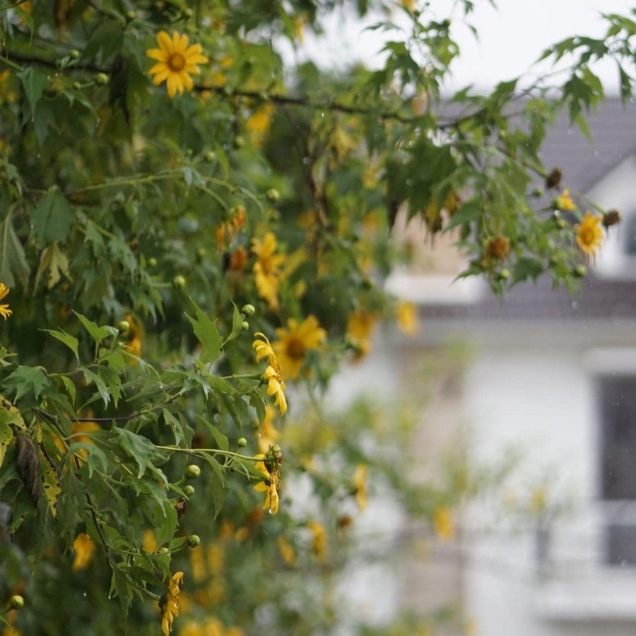 Mùa hoa dã quỳ đẹp như bức tranh ngập tràn thành phố Đà Lạt 5