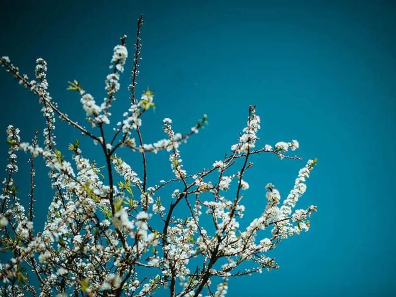 Ngẩn ngơ cảnh sắc mùa hoa mận tại 5 địa danh nổi tiếng ở Mộc Châu 3