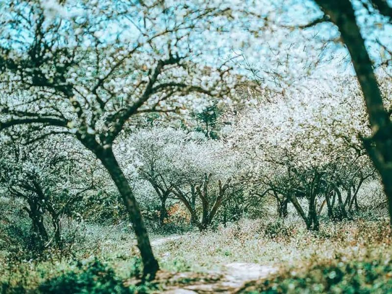 Ngẩn ngơ cảnh sắc mùa hoa mận tại 5 địa danh nổi tiếng ở Mộc Châu 4