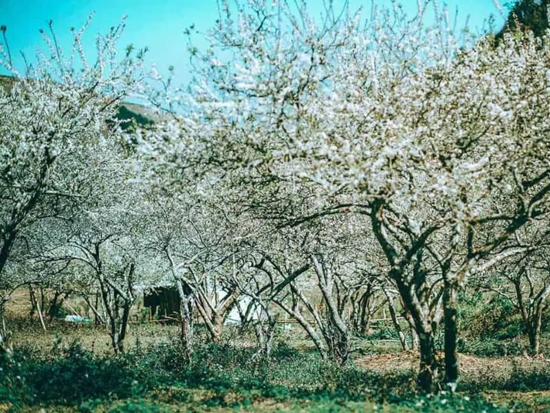 Ngẩn ngơ cảnh sắc mùa hoa mận tại 5 địa danh nổi tiếng ở Mộc Châu 7