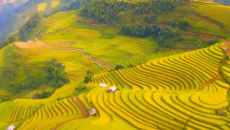 Ngất ngây mùa lúa chín vàng trổ đòng ở miền Bắc 8