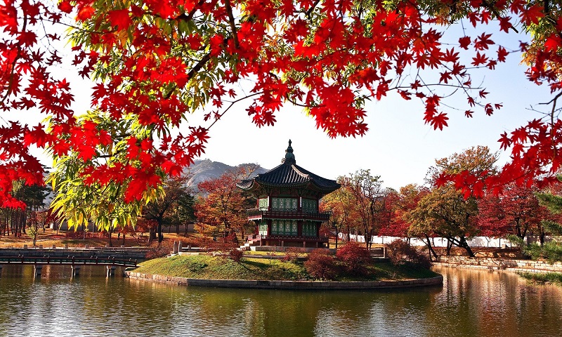 Ngất ngây mùa thu Hàn Quốc nhuộm màu lá đỏ rực rỡ 2