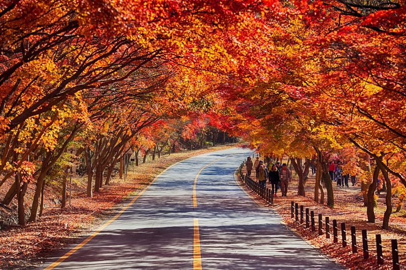 Ngất ngây mùa thu Hàn Quốc nhuộm màu lá đỏ rực rỡ 3