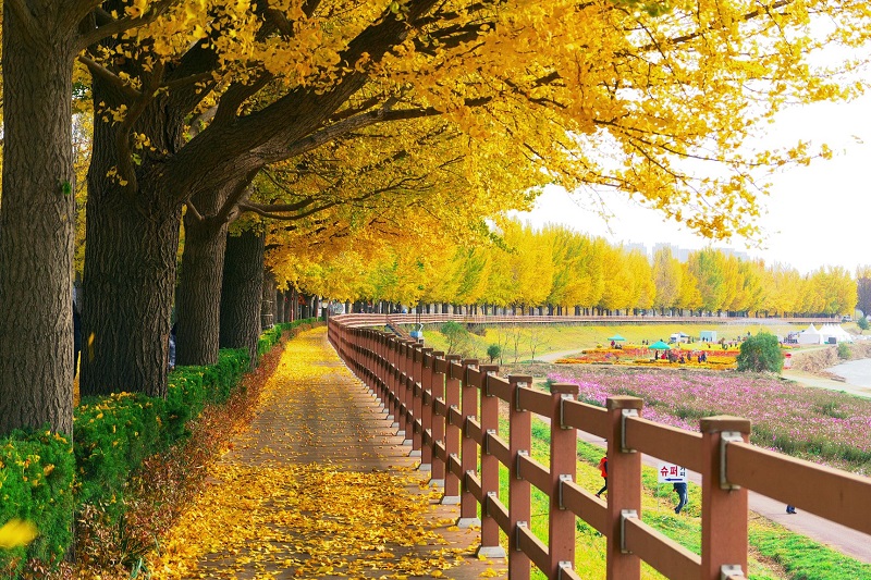Ngất ngây mùa thu Hàn Quốc nhuộm màu lá đỏ rực rỡ 10