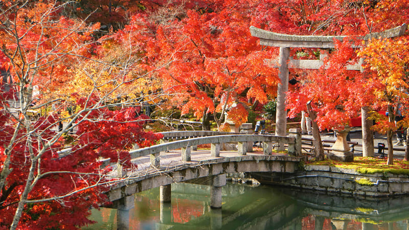 Mùa thu Nhật Bản, khúc hòa ca của cây cỏ và hương thơm đất trời 5