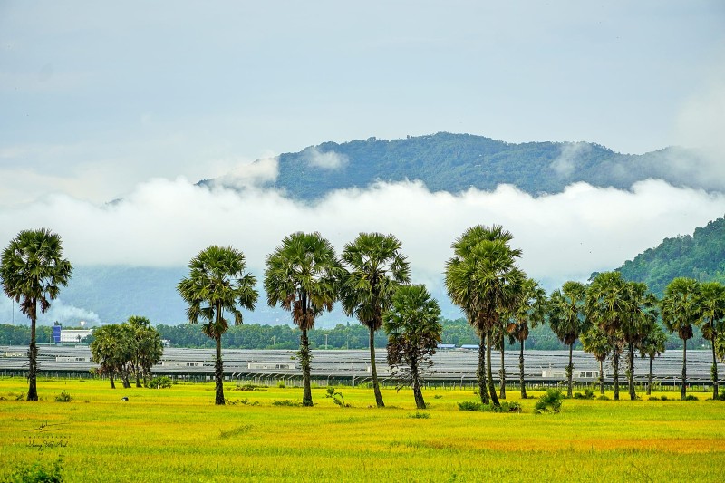 Mùa vàng An Giang đẹp ngỡ ngàng qua lăng kính của Dương Việt Anh 9