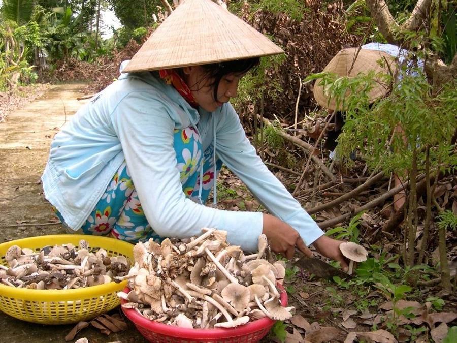 Nấm mối Bến Tre, đặc sản độc đáo trên quê hương xứ dừa 3