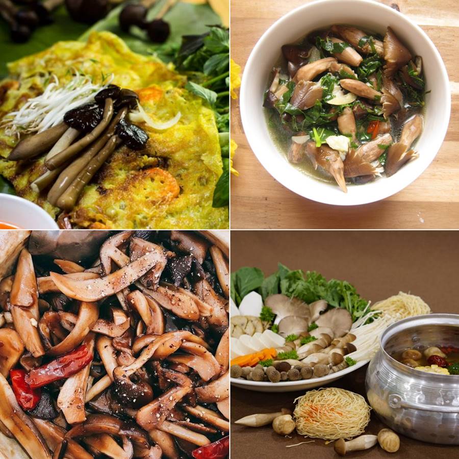 Nấm mối Bến Tre, đặc sản độc đáo trên quê hương xứ dừa 5