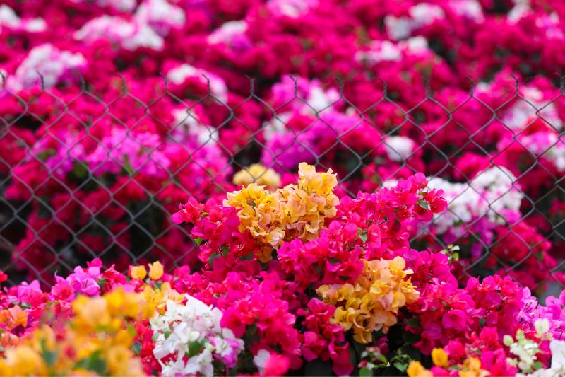Ngắm Làng hoa giấy Phú Sơn Bến Tre vào mùa đẹp hút hồn 4