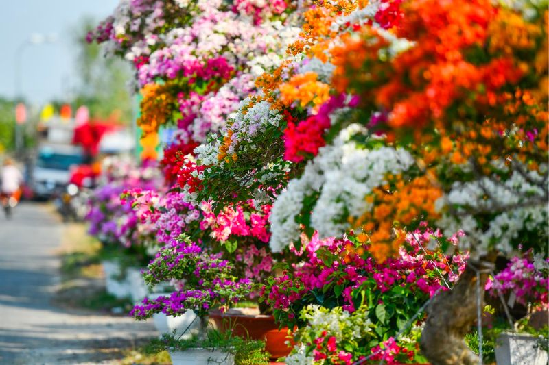 Ngắm Làng hoa giấy Phú Sơn Bến Tre vào mùa đẹp hút hồn 5