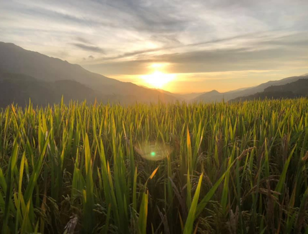 Review đồi Móng Ngựa - Mù Cang Chải vào mùa lúa chín vàng 4