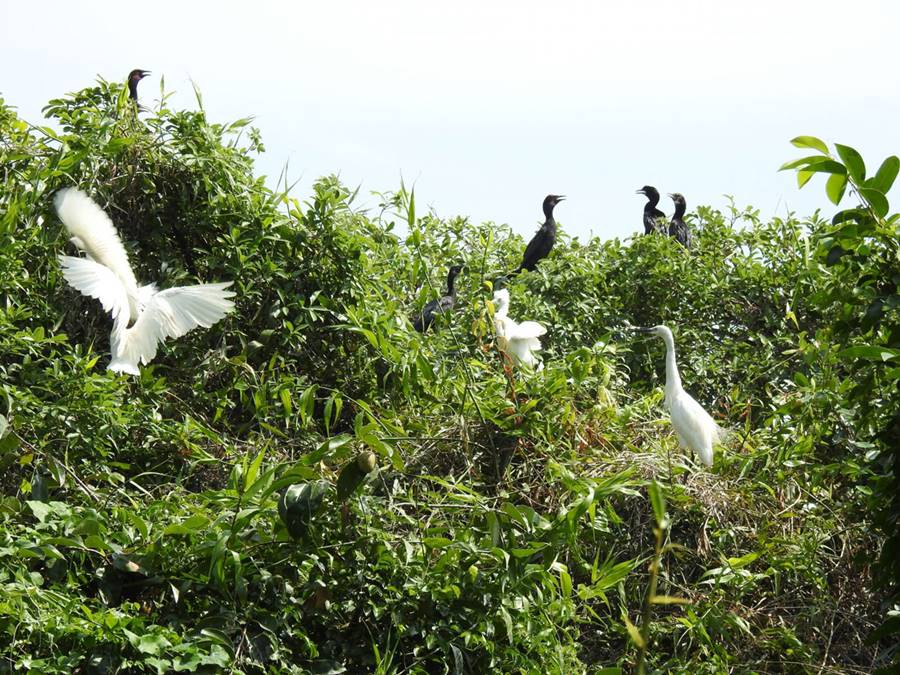 Sân chim Ngọc Hiển Cà Mau, khám phá hệ sinh thái độc đáo 2