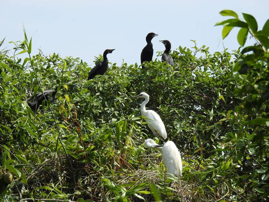 Sân chim Ngọc Hiển Cà Mau, khám phá hệ sinh thái độc đáo 4