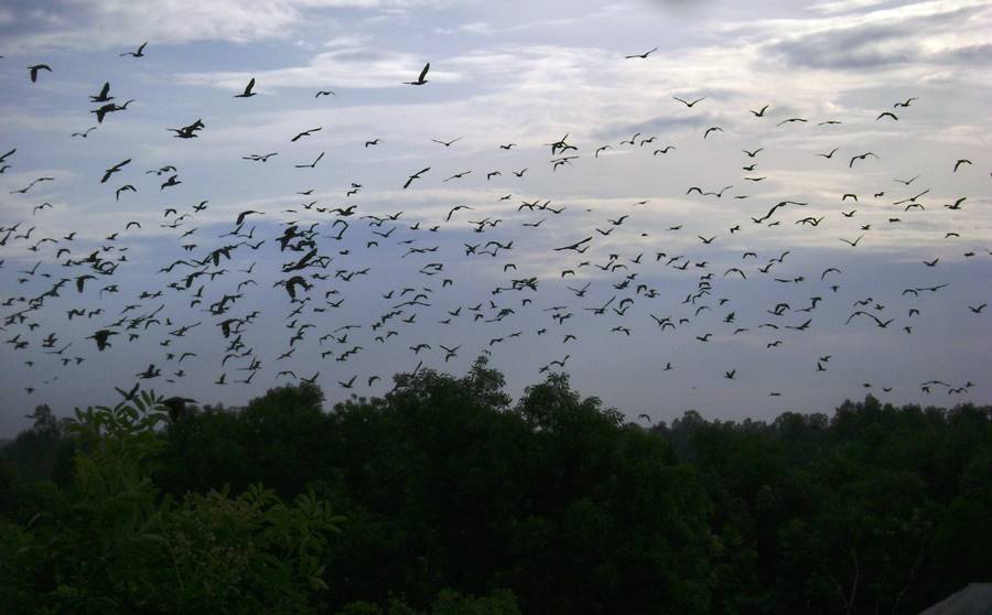 Sân chim Ngọc Hiển Cà Mau, khám phá hệ sinh thái độc đáo 6