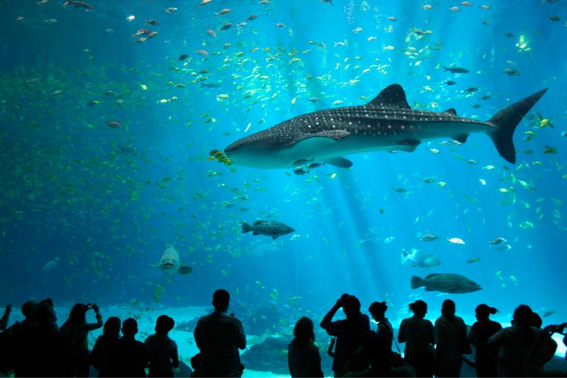 Vui chơi thỏa thích tại Sentosa, thiên đường du lịch châu Á 4