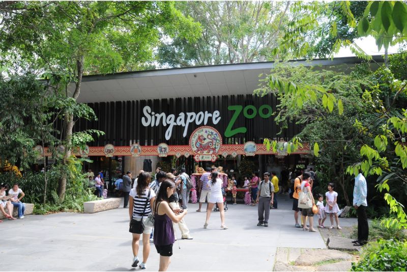 Đến Singapore Zoo thăm hai bạn 'quốc bảo' gấu trúc đáng yêu 2