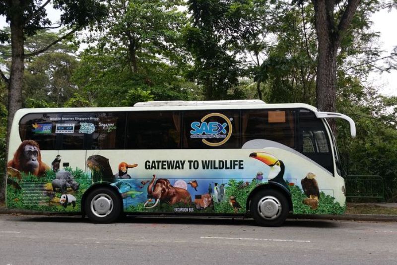 Đến Singapore Zoo thăm hai bạn 'quốc bảo' gấu trúc đáng yêu 3