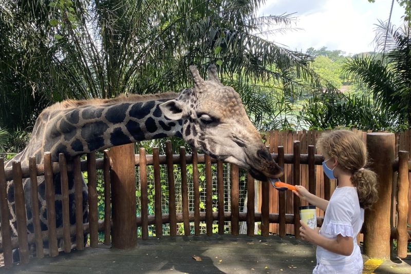Đến Singapore Zoo thăm hai bạn 'quốc bảo' gấu trúc đáng yêu 4