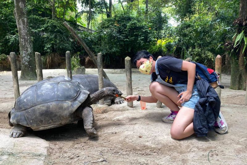 Đến Singapore Zoo thăm hai bạn 'quốc bảo' gấu trúc đáng yêu 5