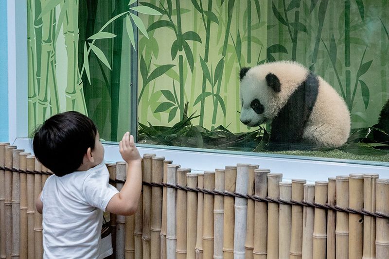 Đến Singapore Zoo thăm hai bạn 'quốc bảo' gấu trúc đáng yêu 6