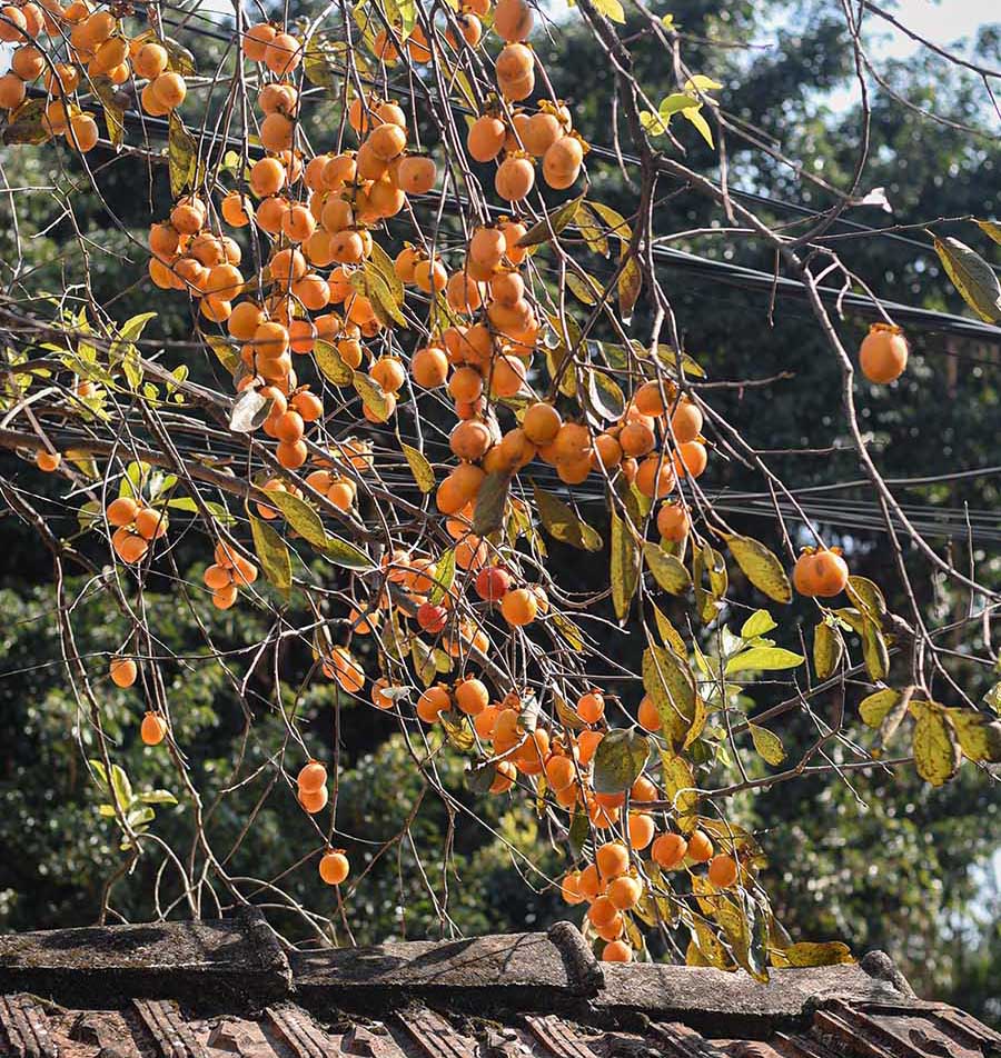 Sức hút của cây hồng cổ ở Ninh Bình khiến bao người tìm đến 5