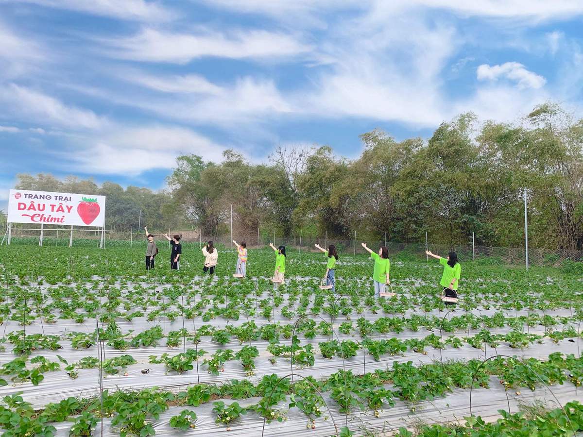 Thăm nông trại dâu tây Chimi Farm Hà Nội nổi tiếng nhất thủ đô 2