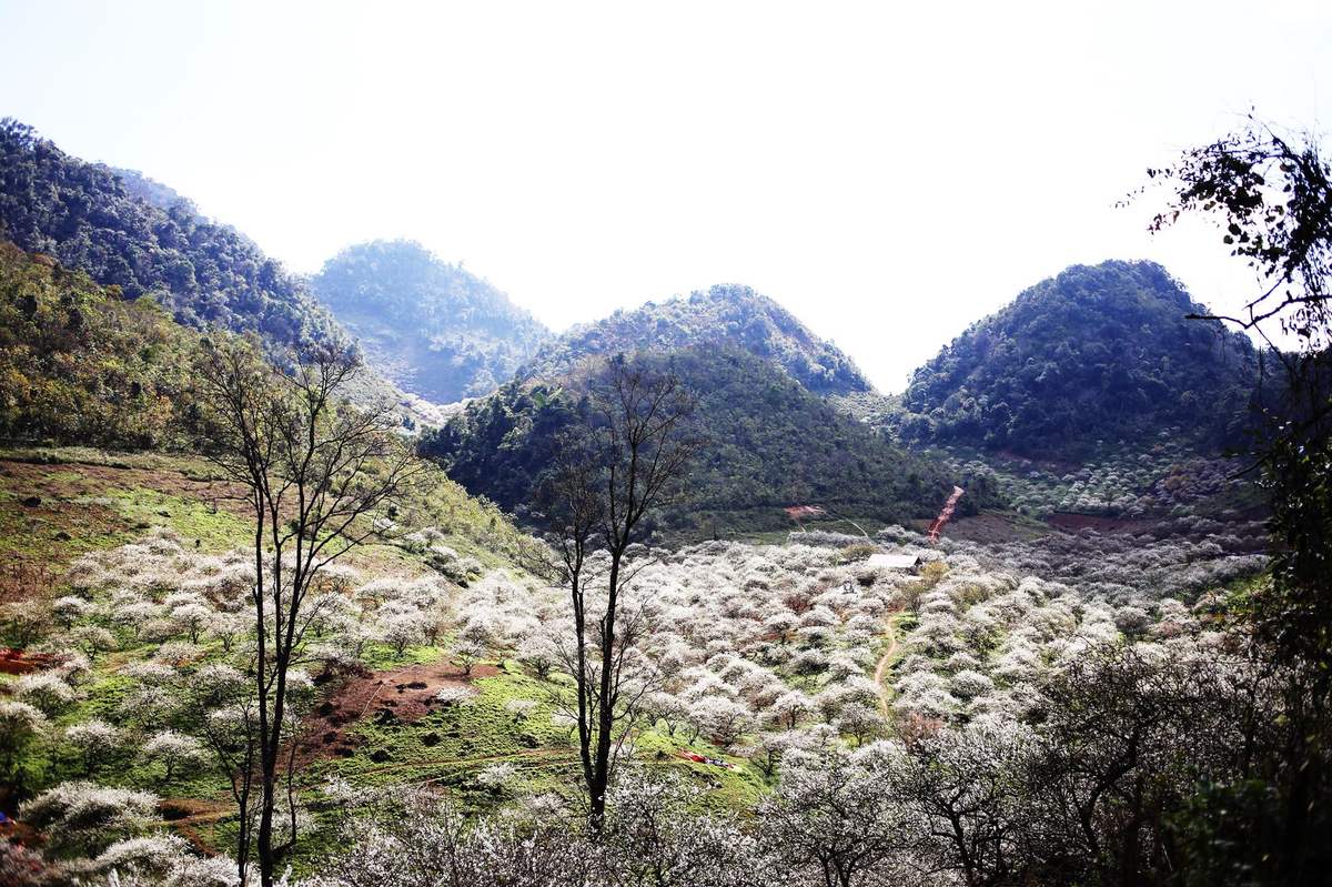 Thung lũng mận Mu Nấu - Khám phá rừng hoa mận tại cao nguyên Mộc Châu