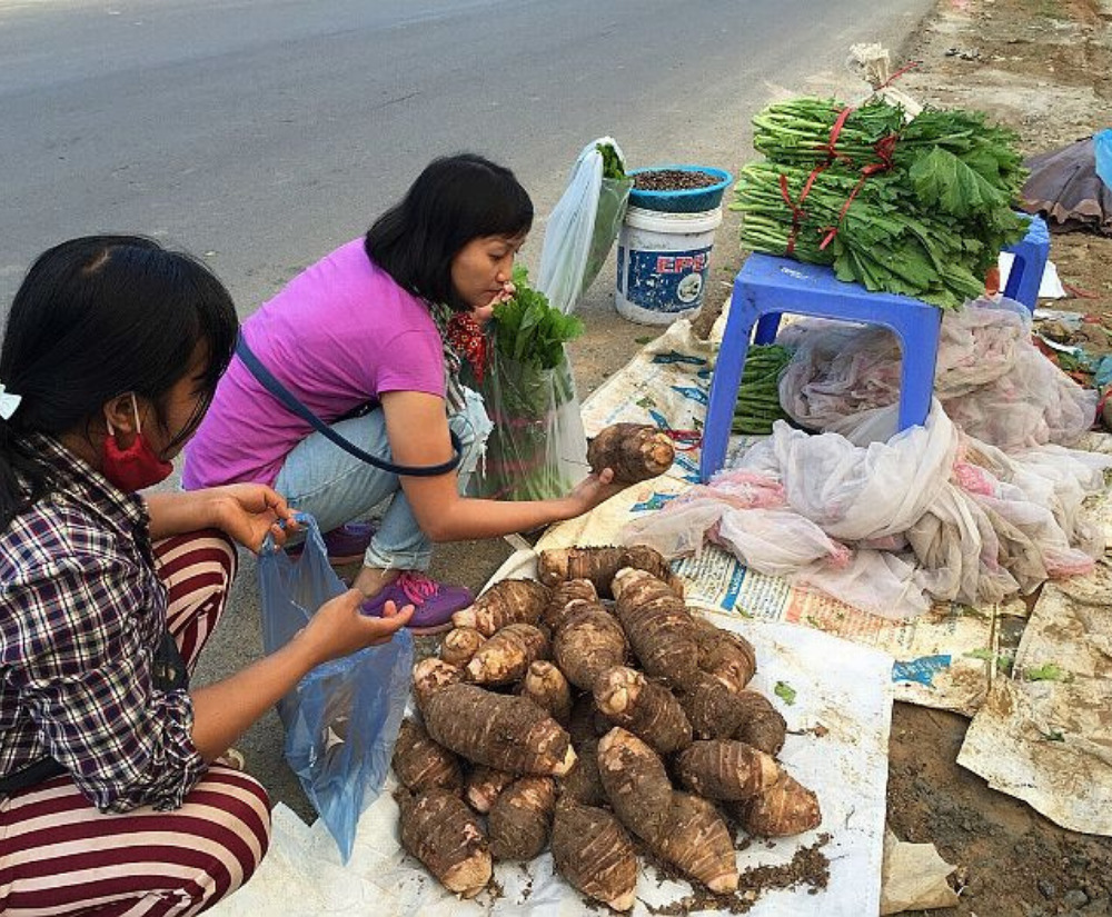 Thưởng thức khoai sọ Mán Mộc Châu ngọt lịm đốn tim bao người 5