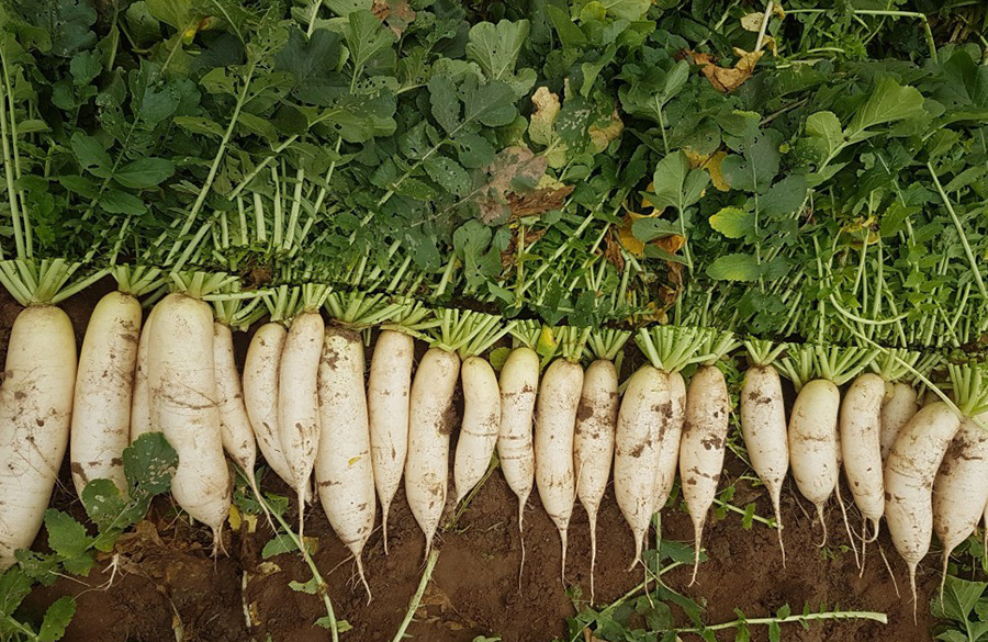 Thưởng thức Xá Bấu Ngọt Sóc Trăng với hương vị đậm chất dân dã 4
