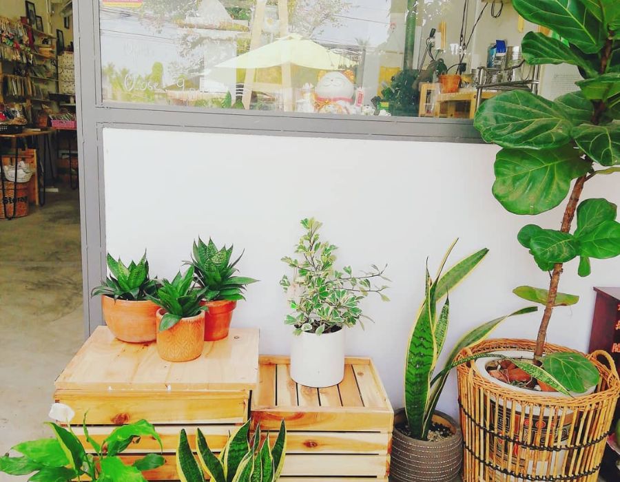 Tiệm cafe và cây Hiên Nắng, không gian cà phê xanh mát 2