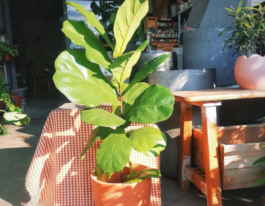 Tiệm cafe và cây Hiên Nắng, không gian cà phê xanh mát 3