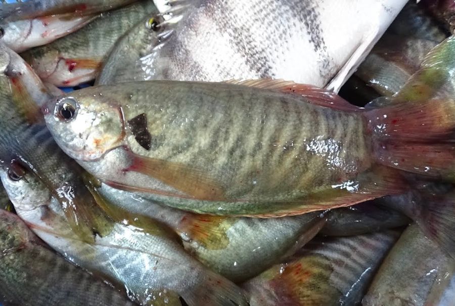 Tìm hiểu Nghề làm cá khô bổi ở Cà Mau với truyền thống lâu đời 4
