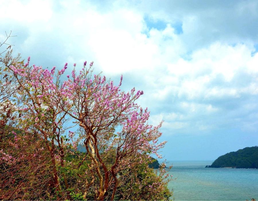 Tìm về những ngày hè Côn Đảo với phong cảnh đầy thơ mộng