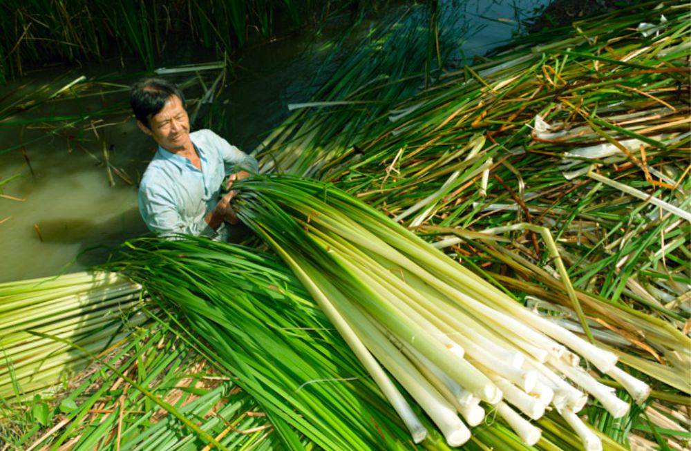 Top những nghề truyền thống ở Cà Mau có thể bạn chưa biết