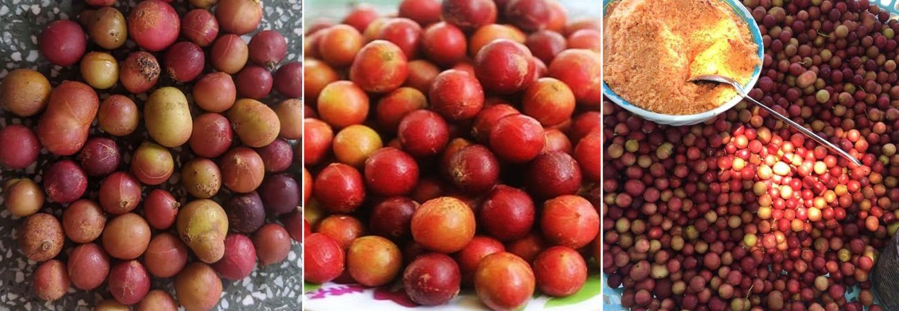 Trái da đá, đặc sản độc nhất vô nhị của vùng đất Ninh Thuận