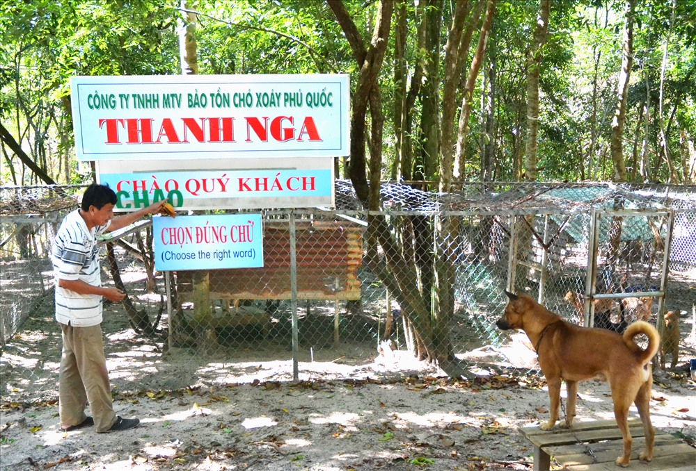 Trung tâm bảo tồn chó xoáy Phú Quốc – Quốc khuyển linh hồn của đảo Ngọc 3