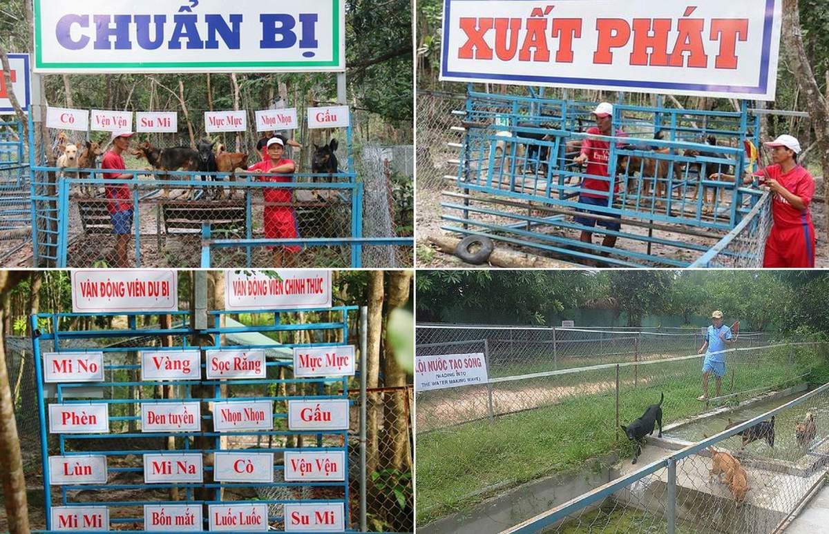 Trung tâm bảo tồn chó xoáy Phú Quốc – Quốc khuyển linh hồn của đảo Ngọc 7