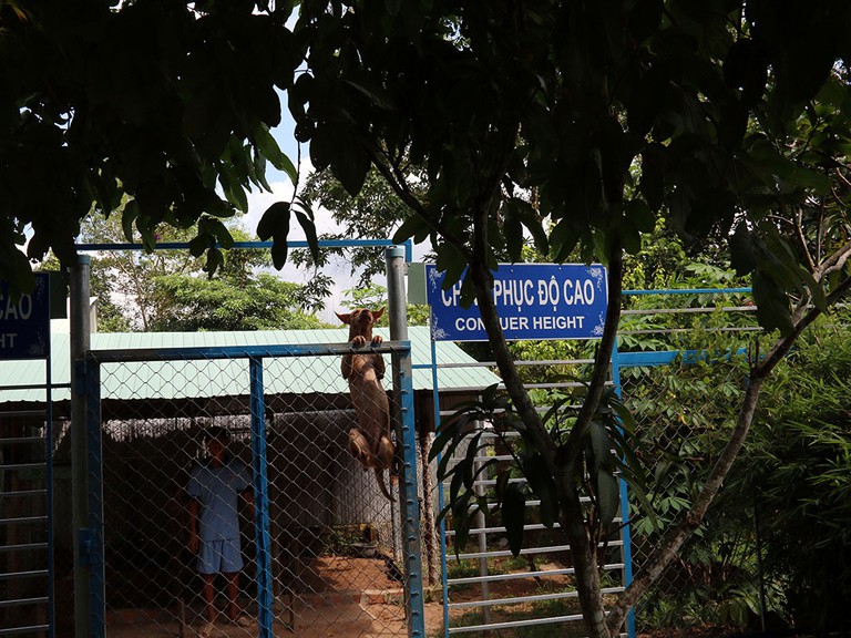 Trung tâm bảo tồn chó xoáy Phú Quốc – Quốc khuyển linh hồn của đảo Ngọc 8