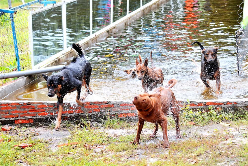 Trung tâm bảo tồn chó xoáy Phú Quốc – Quốc khuyển linh hồn của đảo Ngọc 10