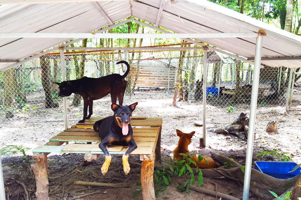 Trung tâm bảo tồn chó xoáy Phú Quốc – Quốc khuyển linh hồn của đảo Ngọc 12