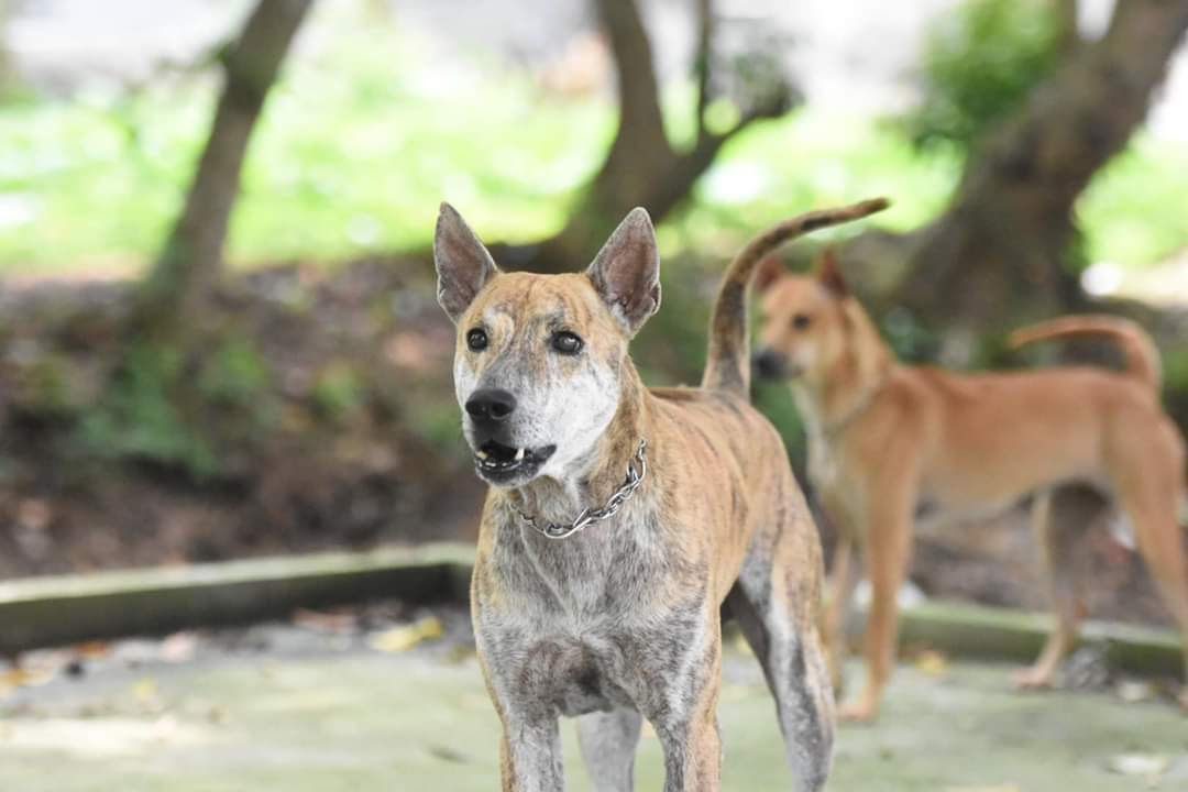 Trung tâm bảo tồn chó xoáy Phú Quốc – Quốc khuyển linh hồn của đảo Ngọc 14