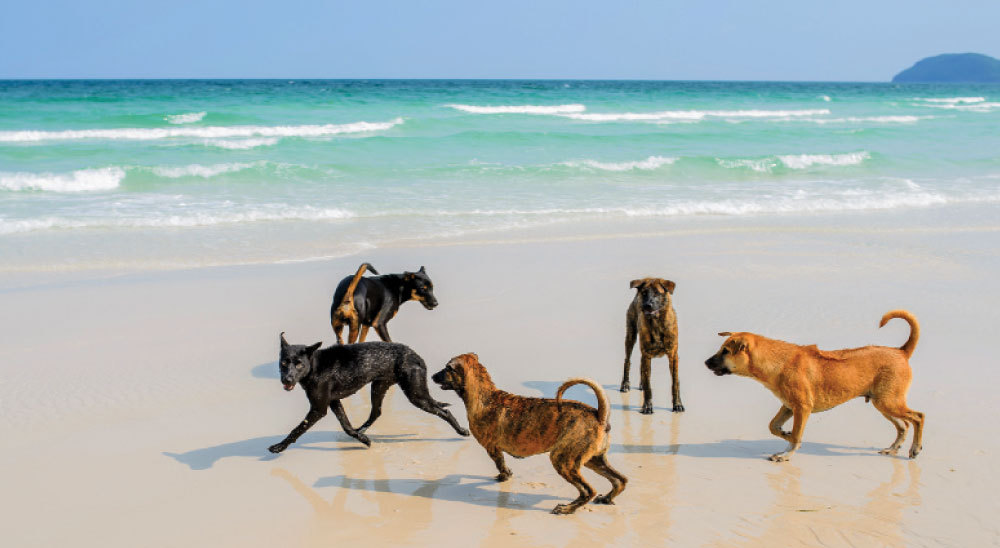 Trung tâm bảo tồn chó xoáy Phú Quốc – Quốc khuyển linh hồn của đảo Ngọc 15