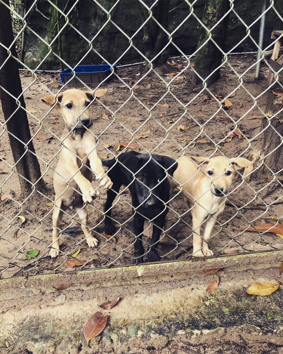 Trung tâm bảo tồn chó xoáy Phú Quốc – Quốc khuyển linh hồn của đảo Ngọc 19