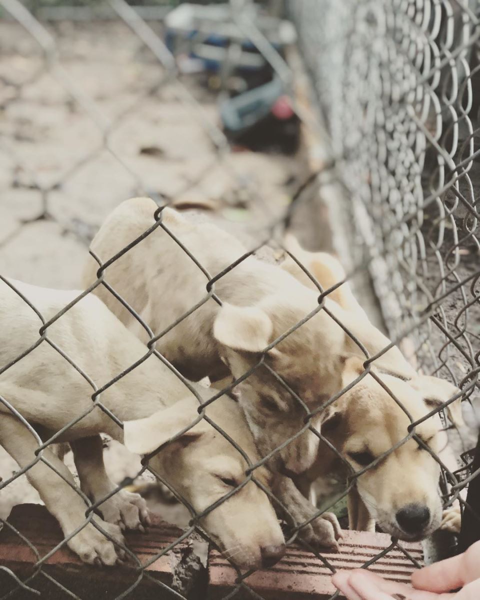 Trung tâm bảo tồn chó xoáy Phú Quốc – Quốc khuyển linh hồn của đảo Ngọc 20