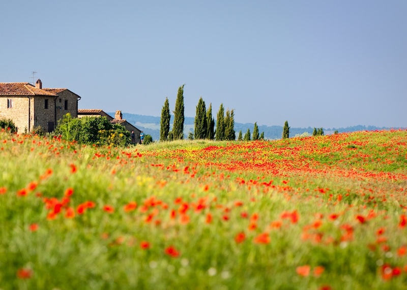 Tuscany, vùng đất lãng mạn của hoa hồng và rượu vang 3