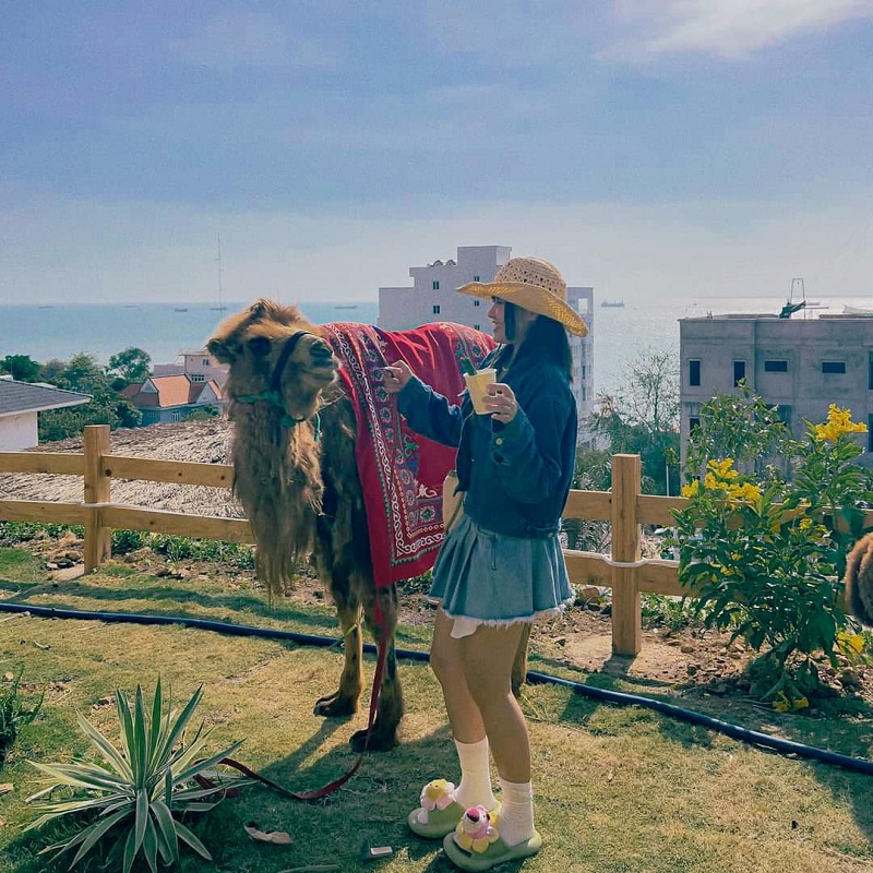 Ulala Farm cạnh biển Vũng Tàu, chốn tương tác với thú cưng mới mẻ 6