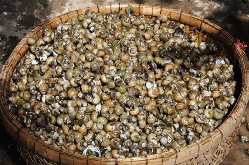 Về Cồn Phú Đa thưởng thức món đặc sản ốc gạo trứ danh 6