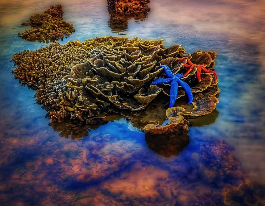 Vẻ đẹp san hô mùa nước rút ở Phú Yên mê đắm lòng người 3
